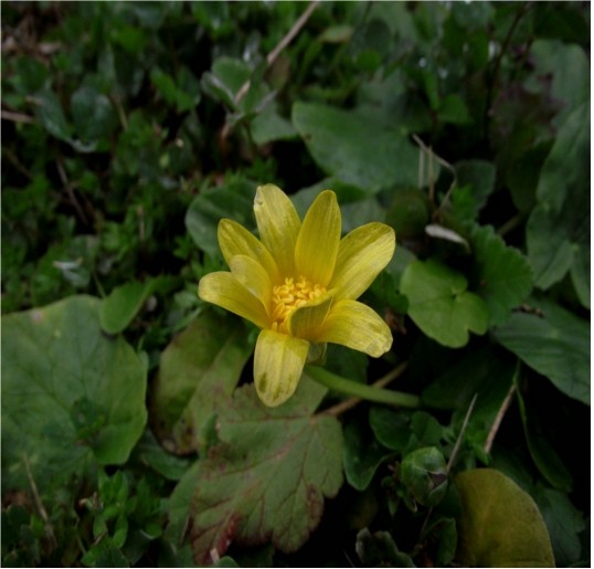 Ranunculus ficaria